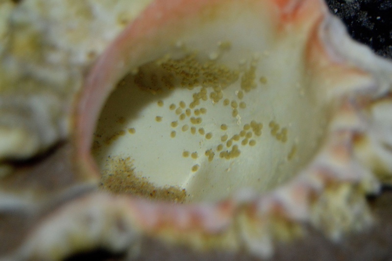 Lepidiolamprologus attenuatus